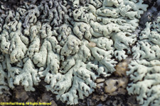 lichen